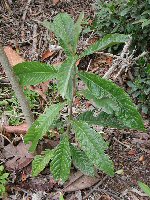 Young Loquat Tree