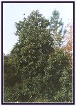 Adult Loquat Tree