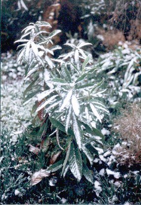 Loquat Trees with snow on leaves