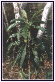 Young loquat Tree