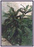 Young Loquat Tree